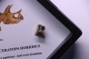 dinosaure tooth: TRICERATOPS HORRIDUS