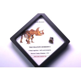 coffret dent de TRICERATOPS HORRIDUS