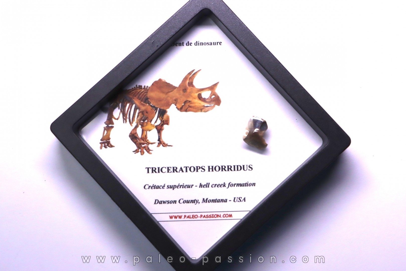dinosaure tooth: TRICERATOPS HORRIDUS