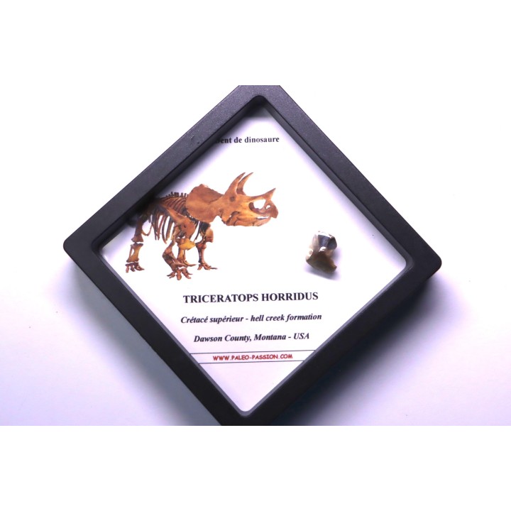 dinosaure tooth: TRICERATOPS HORRIDUS