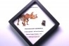 dinosaure tooth: TRICERATOPS HORRIDUS