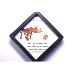 dinosaure tooth: TRICERATOPS HORRIDUS
