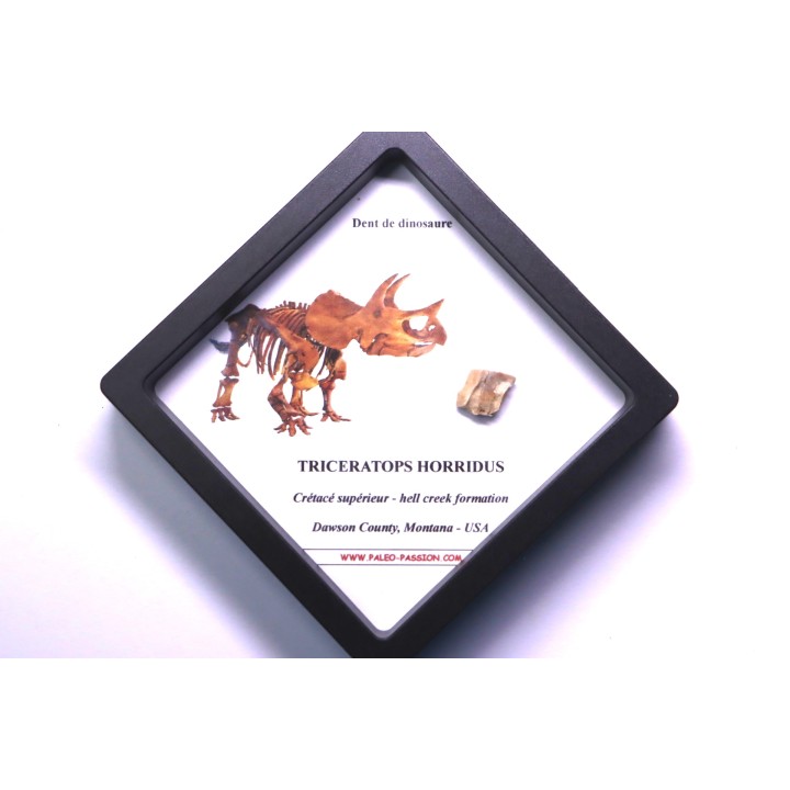 coffret dent de TRICERATOPS HORRIDUS