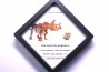 dinosaure tooth: TRICERATOPS HORRIDUS