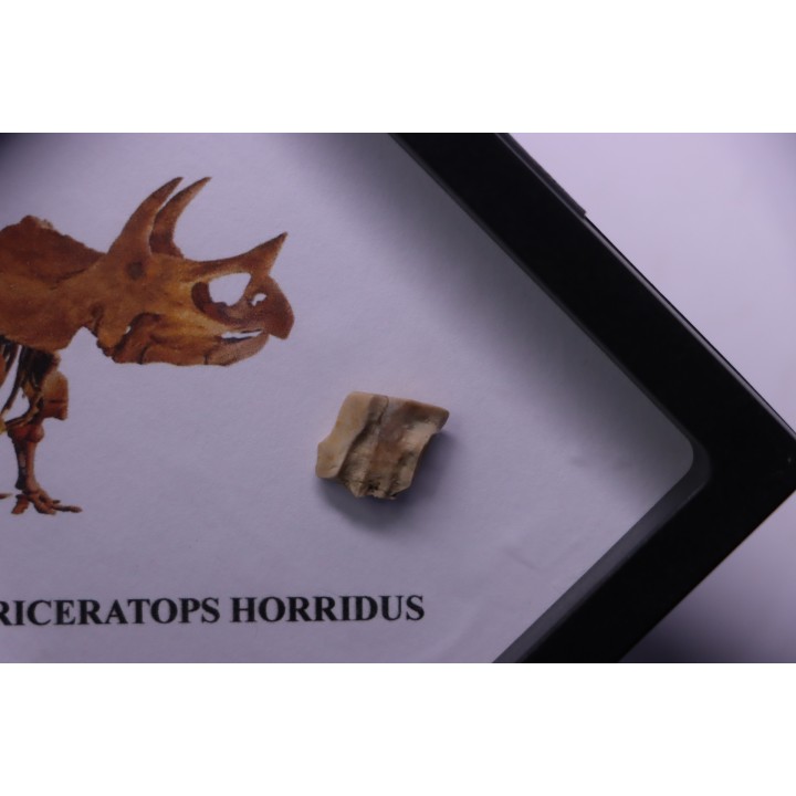 coffret dent de TRICERATOPS HORRIDUS