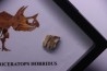 dinosaure tooth: TRICERATOPS HORRIDUS