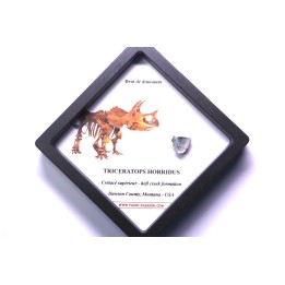 coffret dent de TRICERATOPS HORRIDUS