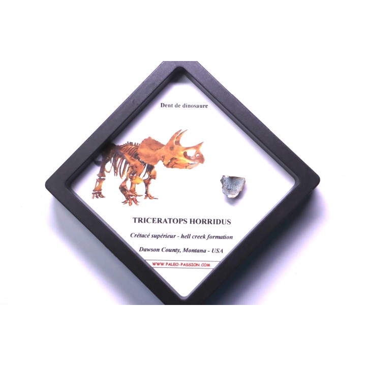 dinosaure tooth: TRICERATOPS HORRIDUS