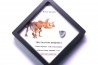 dinosaure tooth: TRICERATOPS HORRIDUS