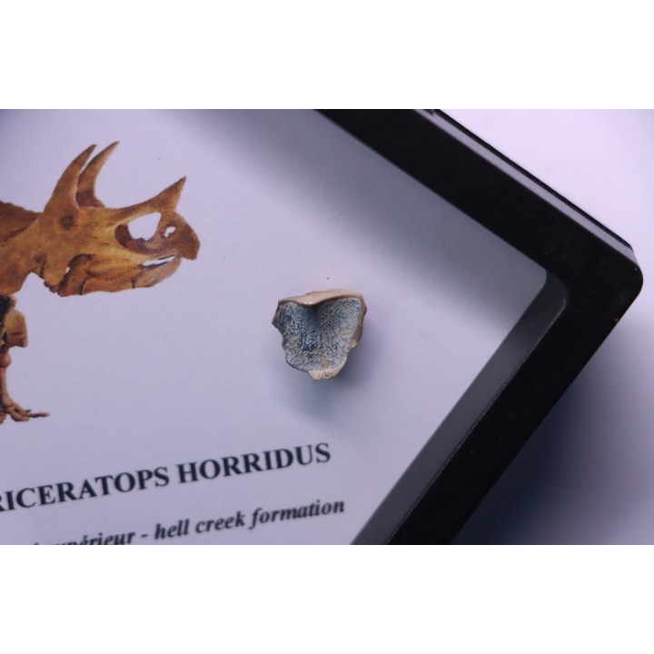 dinosaure tooth: TRICERATOPS HORRIDUS