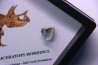 coffret dent de TRICERATOPS HORRIDUS