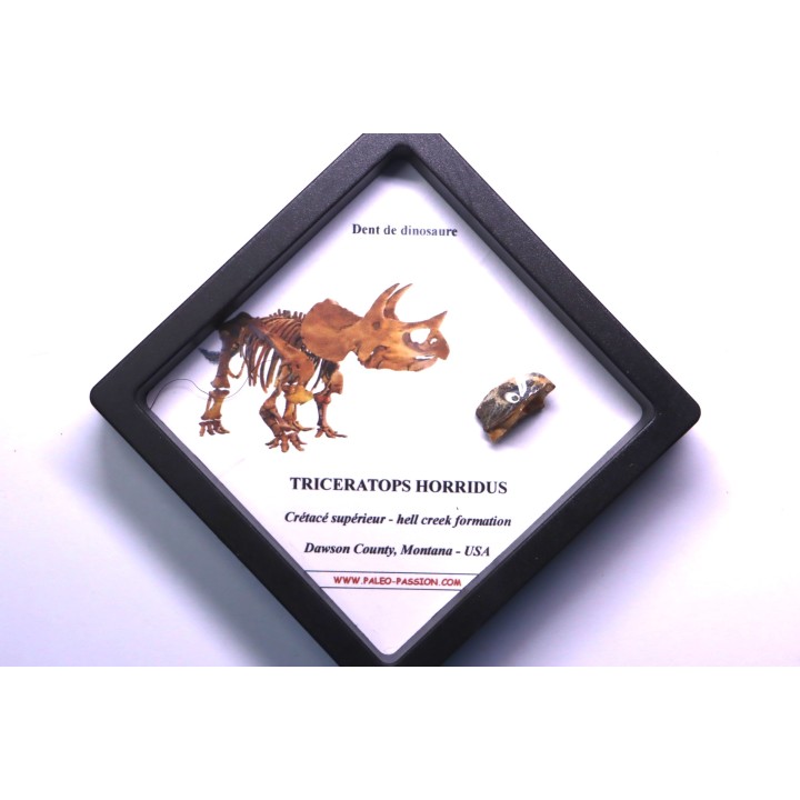 coffret dent de TRICERATOPS HORRIDUS