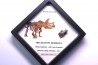 dinosaure tooth: TRICERATOPS HORRIDUS