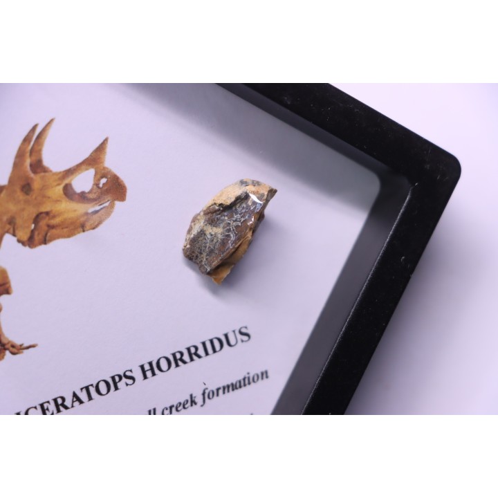dinosaure tooth: TRICERATOPS HORRIDUS