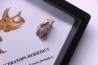 dinosaure tooth: TRICERATOPS HORRIDUS