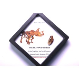 coffret dent de TRICERATOPS HORRIDUS
