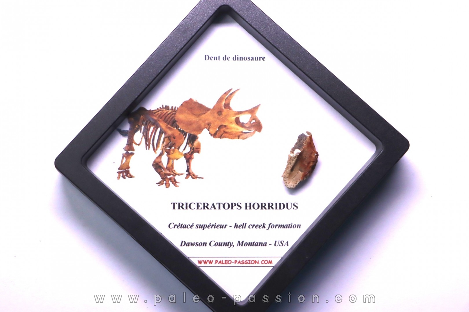 coffret dent de TRICERATOPS HORRIDUS