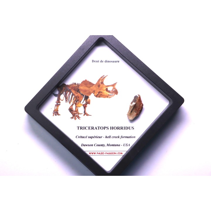 dinosaure tooth: TRICERATOPS HORRIDUS