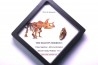 dinosaure tooth: TRICERATOPS HORRIDUS