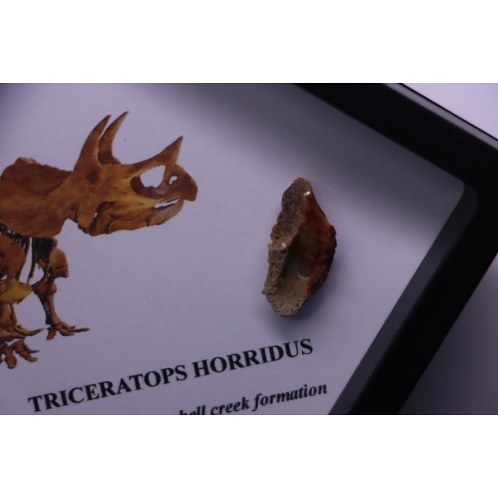 dinosaure tooth: TRICERATOPS HORRIDUS
