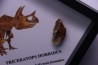 dinosaure tooth: TRICERATOPS HORRIDUS