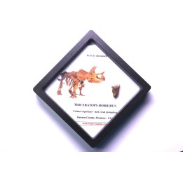 coffret dent de TRICERATOPS HORRIDUS