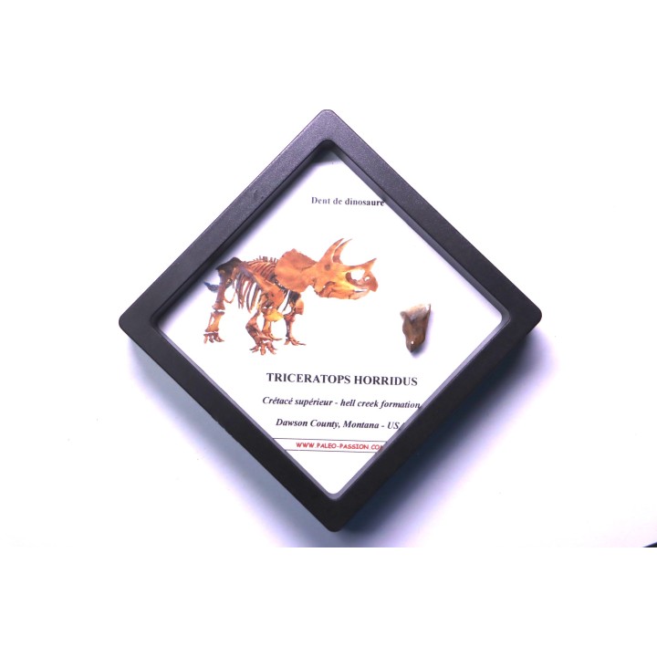 dinosaure tooth: TRICERATOPS HORRIDUS