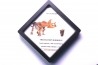 dinosaure tooth: TRICERATOPS HORRIDUS