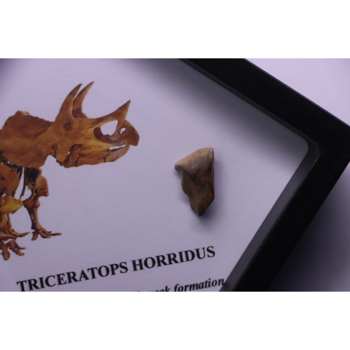dinosaure tooth: TRICERATOPS HORRIDUS