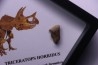 dinosaure tooth: TRICERATOPS HORRIDUS