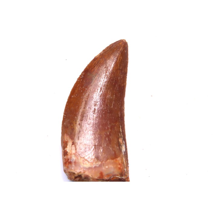 Carcharodontosaurus saharicus