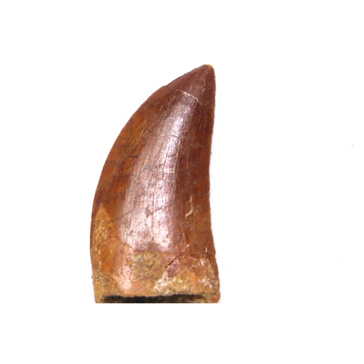 dent de dinosaure: Carcharodontosaurus saharicus - CENOMANIEN - Kem Kem , MAROC