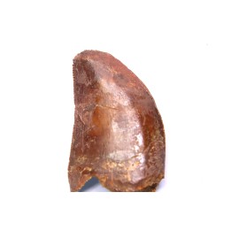 Carcharodontosaurus saharicus