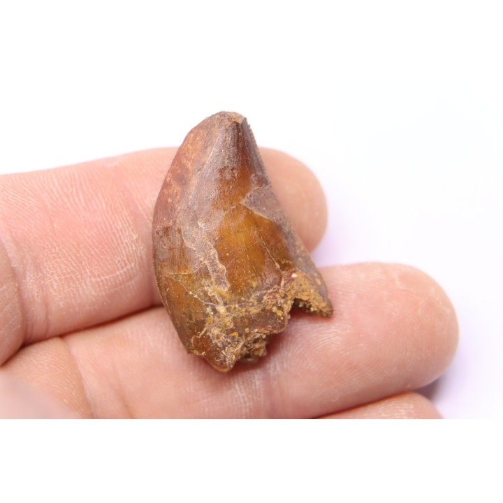 dent de dinosaure: Carcharodontosaurus saharicus - CENOMANIEN - Kem Kem , MAROC