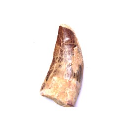 dent de dinosaure: Carcharodontosaurus saharicus - CENOMANIEN - Kem Kem , MAROC