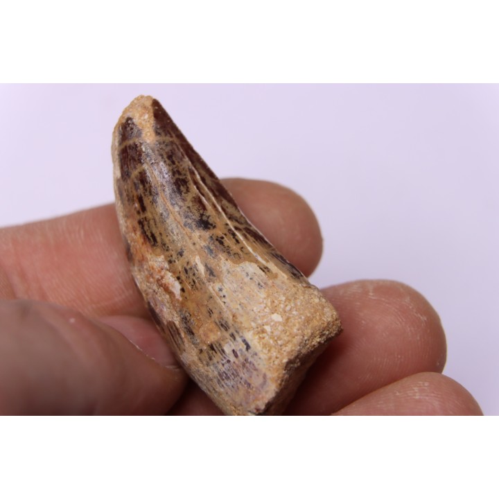 Carcharodontosaurus saharicus