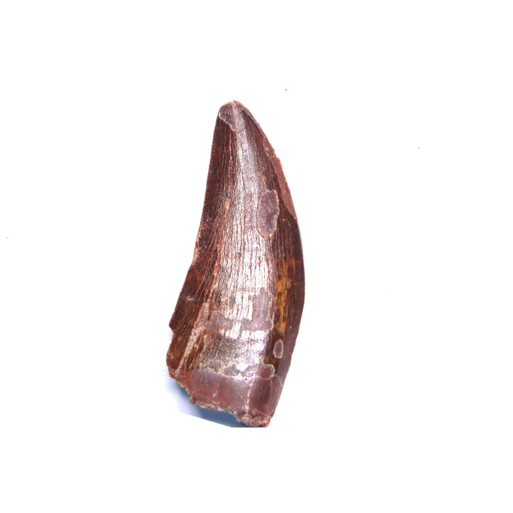 dent de dinosaure: Carcharodontosaurus saharicus - CENOMANIEN - Kem Kem , MAROC