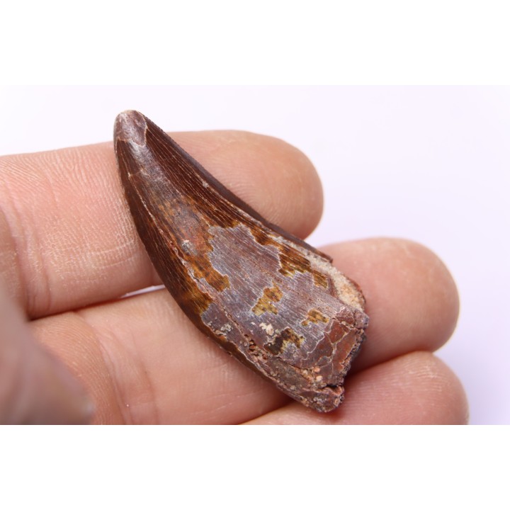 dent de dinosaure: Carcharodontosaurus saharicus - CENOMANIEN - Kem Kem , MAROC
