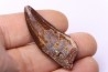dent de dinosaure: Carcharodontosaurus saharicus - CENOMANIEN - Kem Kem , MAROC