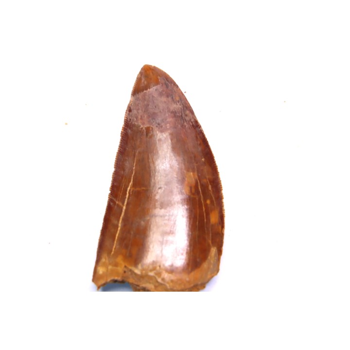 dent de dinosaure: Carcharodontosaurus saharicus - CENOMANIEN - Kem Kem , MAROC