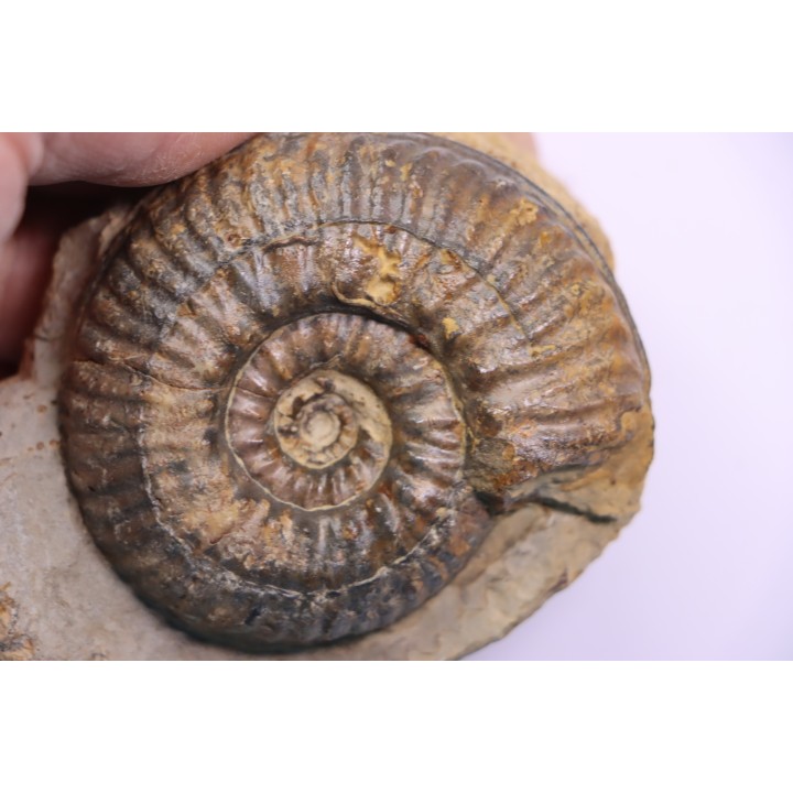 Hammatoceras insigne - Toarcien - region de Charolle, Brionnais - FRANCE