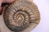 Hammatoceras insigne - Toarcien - region de Charolle, Brionnais - FRANCE