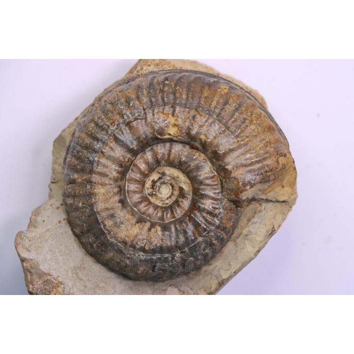 Hammatoceras insigne - Toarcien - region de Charolle, Brionnais - FRANCE