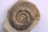 Hammatoceras insigne - Toarcien - region de Charolle, Brionnais - FRANCE