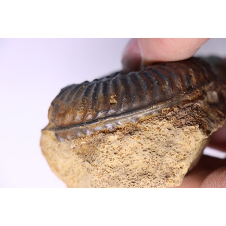 Hammatoceras insigne - Toarcien - region de Charolle, Brionnais - FRANCE