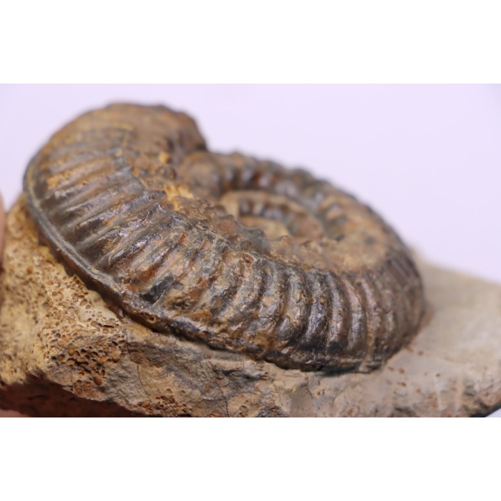 Hammatoceras insigne - Toarcien - region de Charolle, Brionnais - FRANCE