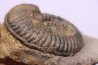 Hammatoceras insigne - Toarcien - region de Charolle, Brionnais - FRANCE