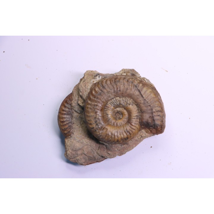 double Grammoceras thouarsense - Toarcien - Belmont - FRANCE