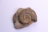 double Grammoceras thouarsense - Toarcien - Belmont - FRANCE