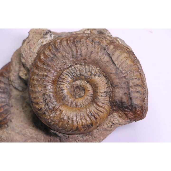 double Grammoceras thouarsense - Toarcien - Belmont - FRANCE